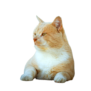 A Serene Ginger Cat Resting On A Sunny Day In Tunis, Tunisia. 18030 - Cat PNG image with transparent background